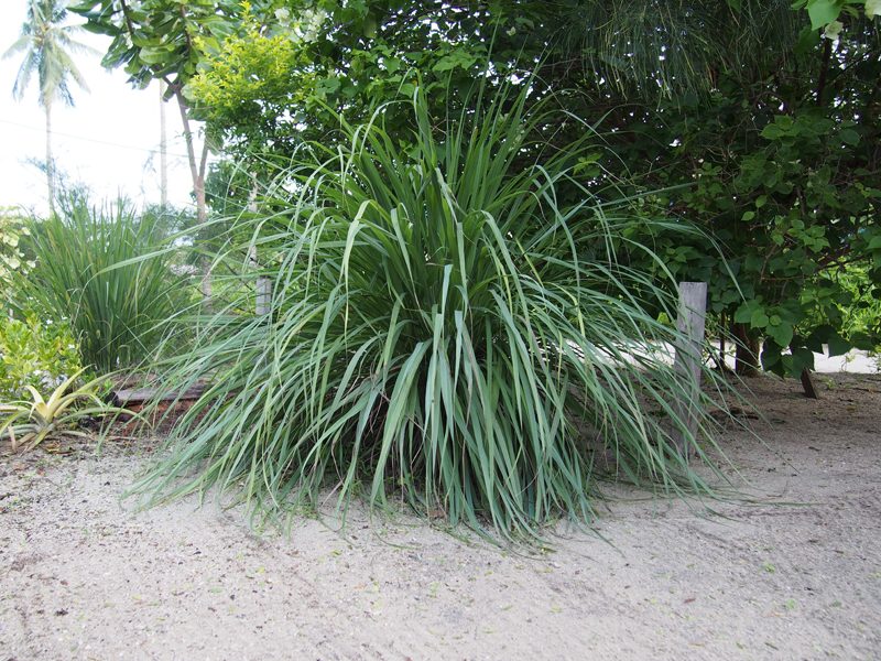 planter de la citronnelle