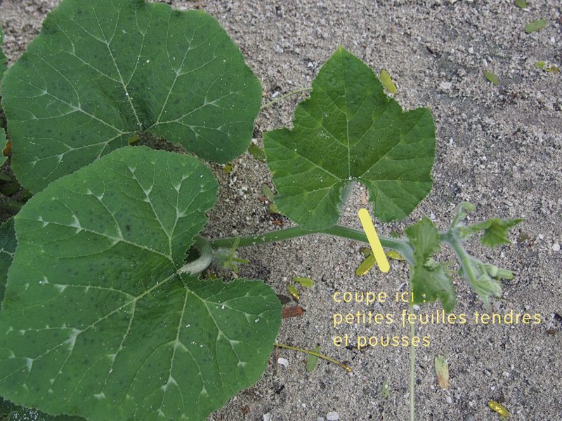 pousses de feuilles de courge