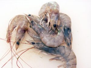 crevettes crues pour les hor mok de poulet